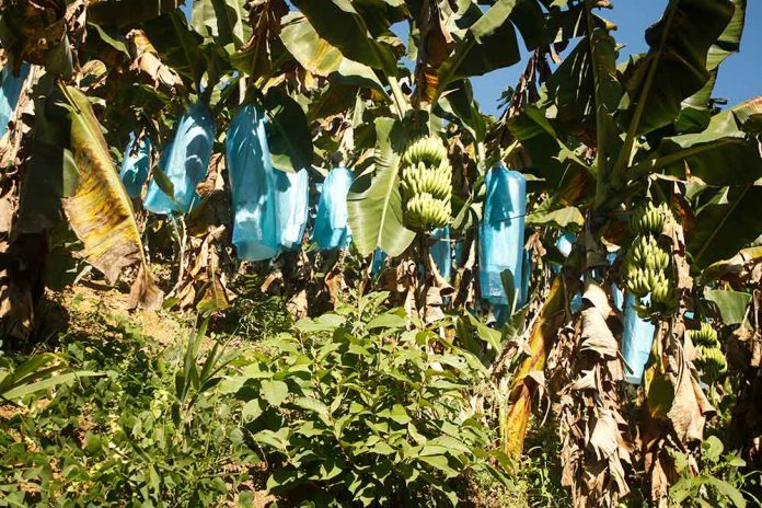 tissue banana tissue banana