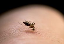 ကချင်ပြည်နယ်တွင် ပထမခြောက်လပတ်အတွင်း သွေးလွန်တုပ်ကွေး ၈၄ ဦး ဖြစ်ပွား mosquitoes