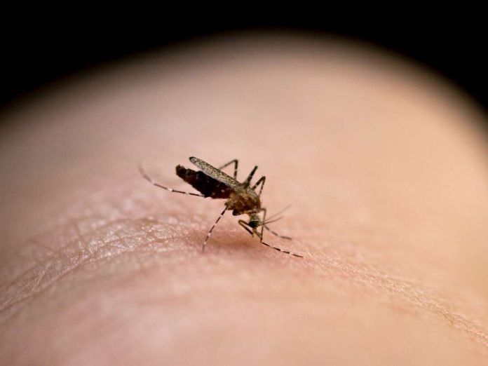 mosquitoes mosquitoes