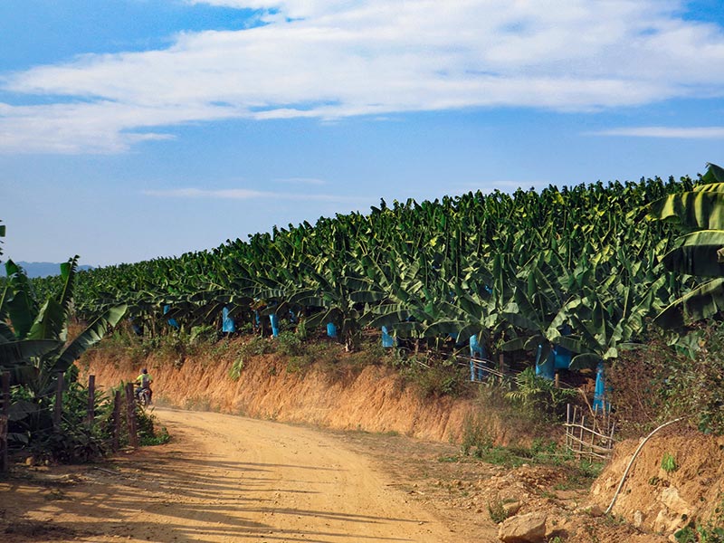 တရုတ္ ငွက္ေပ်ာ