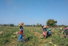 ယခုနှစ် ဖရဲသီးရာသီတွင် သီးနှံကုန်သည်များ အရှုံးပေါ်