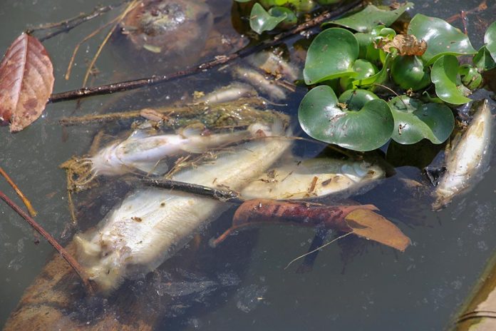 Fish (2)