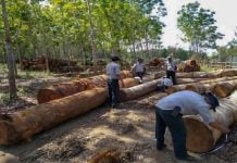 ကချင်ပြည်နယ်တွင် မြစ်ကြီးနားခရိုင်သည် တရားမဝင် သစ်ထုတ်လုပ်မှု အများဆုံးဖြစ်