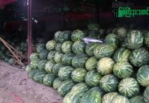 တရုတ်နိုင်ငံကို တင်ပို့နိုင်ခြင်း မရှိတော့သည့်အတွက် ဖရဲသီးဈေးကွက်ပျက်