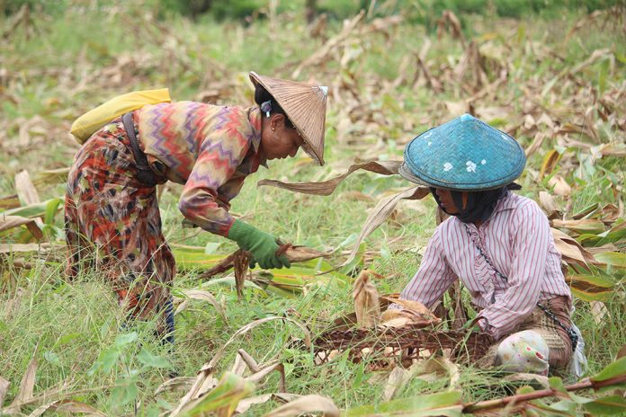 တောင်သူ