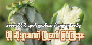 အာဏာသိမ်းပြီးနောက်မူးယစ်ဆေးဝါး သုံးစွဲရောင်းဝယ်မှု ပိုမိုဆိုးရွားလာတဲ့ မြို့တော် မြစ်ကြီးနား။ မူးယစ်ဆေးဝါး သုံးစွဲရောင်းဝယ်မှု ပိုမိုဆိုးရွားလာတဲ့ မြို့တော် မြစ်ကြီးနား။