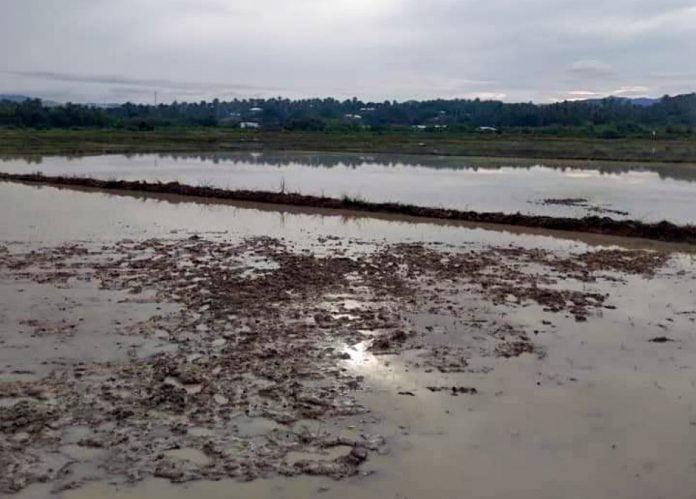 နန်ဇော်ယန်