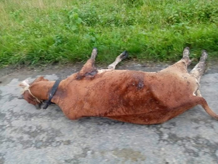 cow disease cow disease