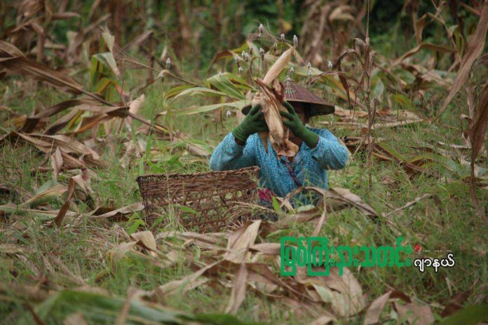 နောင်းမီတောင်သူ