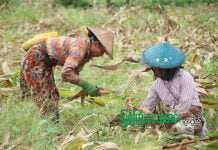 စက်သုံးဆီဈေး မြင့်တက်သည့်အတွက် မိုးညှင်းမြို့နယ်၊ ချောင်းဝကျေးရွာက တောင်သူများ၏ စပါးစိုက်ပျိုးမှုနှုန်း အရင်နှစ်ထက် ထက်ဝက်ခန့်ကျဆင်း မိုးညင်းတောင်သူ