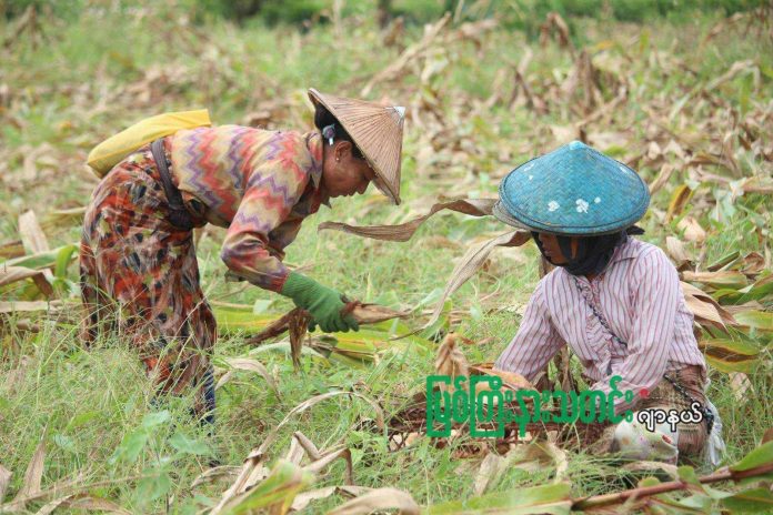 မိုးညင်းတောင်သူ