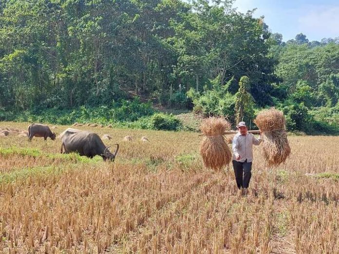 ကချင်ပြည်နယ်တောင်သူ