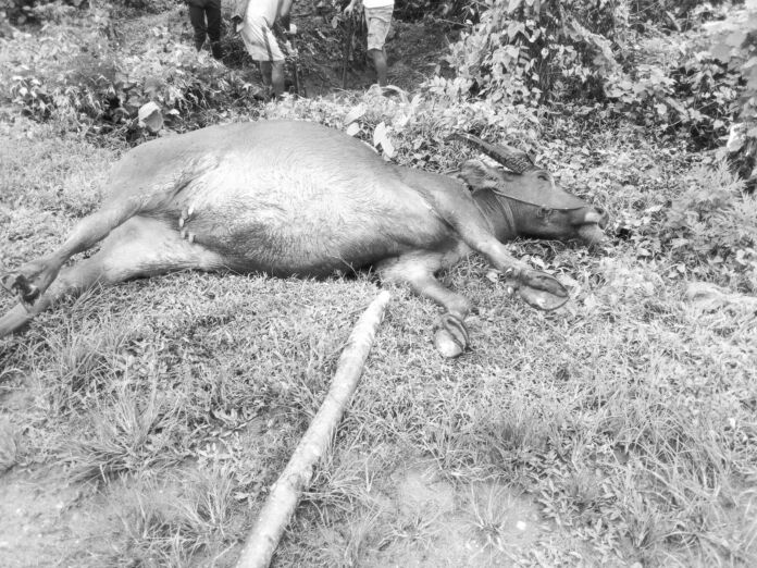 ဆွမ်ပီယန်ကျေးရွာ-ကျွဲနွားသေဆုံး