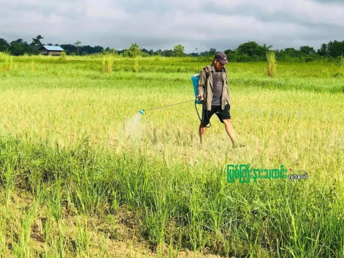 စပါးခင်းပိုးကျ