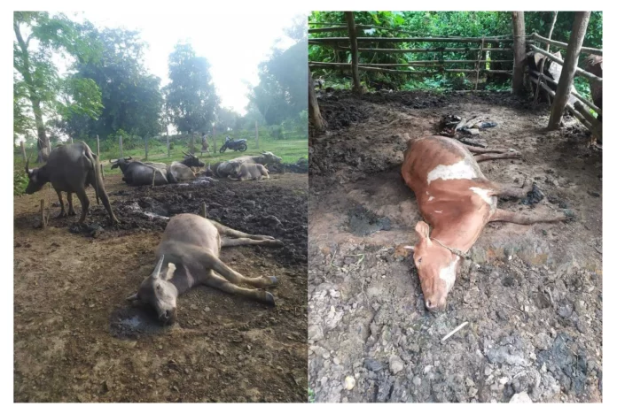 ကျွဲ-နွား သေဆုံး