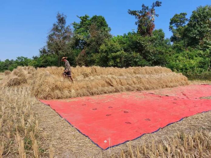 စပါးကောင်လှိုင်း မိုးမိ