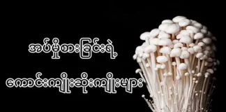 အပ်မှို စားခြင်းရဲ့ကောင်းကျိုးဆိုးကျိုးများ