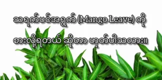 သရက်ပင်အရွက်(mango leaves) ကို စားလို့ရတယ်ဆိုတာ ဟုတ်ပါသလား။