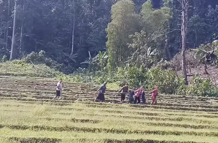 နောင်မွန်မြို့ လူအင်အားဖြင့်လယ်ထွန်