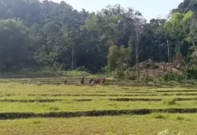 ရာသီဥတုဒဏ်အပြင် ကြွက်ဘေးသင့်တာတွေကြောင့် ဝေးလံခေါင်ဖျားတဲ့ နောင်မွန်မြို့မှာ စပါးအထွက်နှုန်း ထက်ဝက်လောက်လျော့ကျ