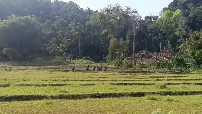 စက်သုံးဆီမရရှိတာကြောင့် လူအင်အားသုံးထွန်ယက်ခဲ့ကြစဉ်