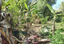 ပူတာအိုမှာ ဆင်တစ်ကောင် အရိုင်းစိတ်ဝင်ပြီး တိုက်ခိုက်တာကြောင့် အရပ်သား ၄ ဦးသေဆုံး