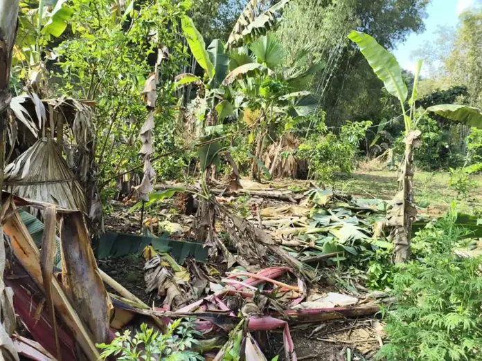 ဆင်ရိုင်း