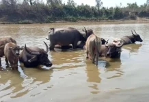 အမည်မသိကူးစက်ရောဂါတစ်မျိုးကြောင့် ဝါရာဇွပ်ကျေးရွာက ကျွဲ၊ နွား အကောင်ရေ ၂၀၀ လောက် သေဆုံး ဝါရာဇွပ်ကျေးရွာ-ကျွဲနွားသေဆုံး