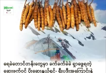 ရေခဲတောင်တန်းတွေမှာ ခက်ခက်ခဲခဲ ရှာဖွေရတဲ့ ဆေးဖက်ဝင် ပိုးဆေးနွယ်ရှင်- ရှီးပဒီးအကြောင်းနဲ့ ရောင်းဝယ်မှု အခြေအနေ ပိုးဆေးနွယ်ရှင်- ရှီးပဒီး