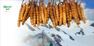ရေခဲတောင်တန်းတွေမှာ ခက်ခက်ခဲခဲ ရှာဖွေရတဲ့ ဆေးဖက်ဝင် ပိုးဆေးနွယ်ရှင်- ရှီးပဒီးအကြောင်းနဲ့ ရောင်းဝယ်မှု အခြေအနေ ပိုးဆေးနွယ်ရှင်- ရှီးပဒီး