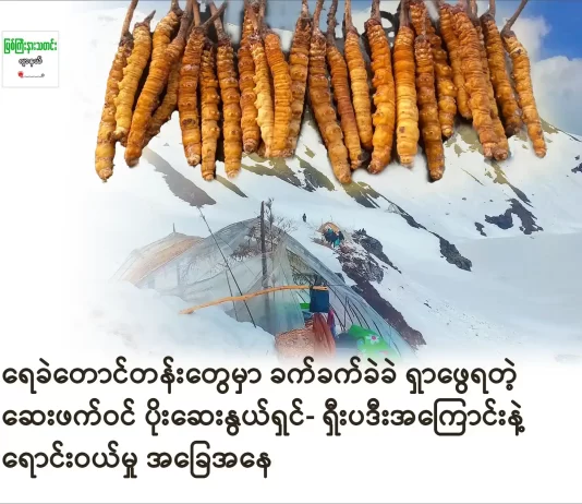 ရေခဲတောင်တန်းတွေမှာ ခက်ခက်ခဲခဲ ရှာဖွေရတဲ့ ဆေးဖက်ဝင် ပိုးဆေးနွယ်ရှင်- ရှီးပဒီးအကြောင်းနဲ့ ရောင်းဝယ်မှု အခြေအနေ ပိုးဆေးနွယ်ရှင်- ရှီးပဒီး