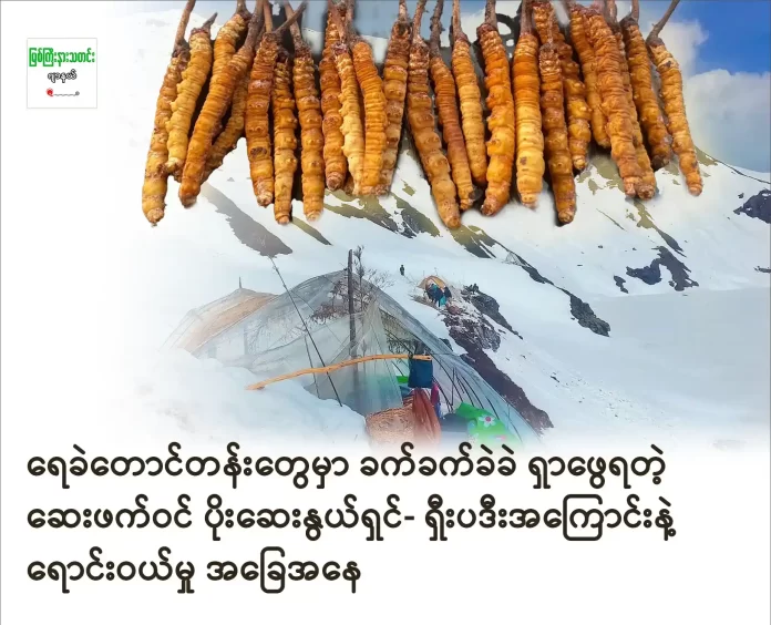 shipadi ပိုးဆေးနွယ်ရှင်- ရှီးပဒီး