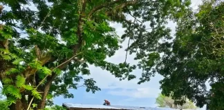 စစ်ဘေးတိမ်းရှောင်တာ တစ်နှစ်ကျော်ကြာမြင့်လာတဲ့နောက်ပိုင်း လဝါးဒေသခံပြည်သူအချို့ နေရပ်ပြန်