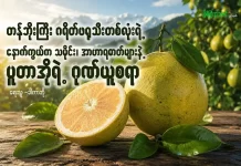 တန်ဘိုးကြီး ဂရိတ်ဖရုသီးတစ်လုံးရဲ့ နောက်ကွယ်ကသမိုင်း၊ အာဟာရဓာတ်များနဲ့ ပူတာအိုရဲ့ ဂုဏ်ယူစရာ