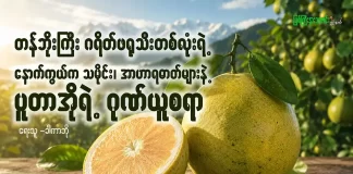 တန်ဘိုးကြီး ဂရိတ်ဖရုသီးတစ်လုံးရဲ့ နောက်ကွယ်ကသမိုင်း၊ အာဟာရဓာတ်များနဲ့ ပူတာအိုရဲ့ ဂုဏ်ယူစရာ