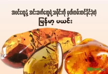 အပင်တွေနဲ့အင်းဆက်တွေရဲ့ သမိုင်းကို မှတ်တမ်းတင်နိုင်ခဲ့တဲ့ မြန်မာ့ပယင်း