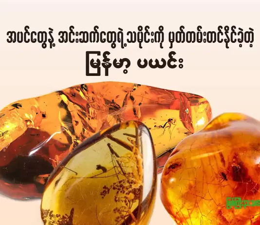 အပင်တွေနဲ့အင်းဆက်တွေရဲ့ သမိုင်းကို မှတ်တမ်းတင်နိုင်ခဲ့တဲ့ မြန်မာ့ပယင်း