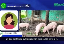 မြစ်ကြီးနားသတင်းဂျာနယ်၏ အပတ်စဉ် TV အစီအစဉ်တင်ဆက်မှု။ (ကချင် – ဂျိန်းဖော့) ဩဂုတ်လ (၁၂) ရက်။