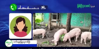 မြစ်ကြီးနားသတင်းဂျာနယ်၏ အပတ်စဉ် TV အစီအစဉ်တင်ဆက်မှု။ (ကချင် – ဂျိန်းဖော့) ဩဂုတ်လ (၁၂) ရက်။
