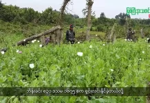 မြစ်ကြီးနားသတင်းဂျာနယ်၏ အပတ်စဉ် TV အစီအစဉ်တင်ဆက်မှု။ (ကချင် – ဂျိန်းဖော့) ဩဂုတ်လ (၁၉) ရက်။