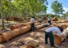 ကချင်မှာ နှစ် ၂၀ ကျော်အတွင်း သစ်တောဖုံးလွှမ်းမှု ဧက တစ်သန်းခွဲနီးပါးလျော့နည်းလာ