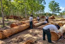 ကချင်မှာ နှစ် ၂၀ ကျော်အတွင်း သစ်တောဖုံးလွှမ်းမှု ဧက တစ်သန်းခွဲနီးပါးလျော့နည်းလာ