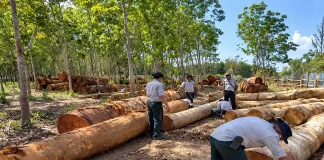 ကချင်မှာ နှစ် ၂၀ ကျော်အတွင်း သစ်တောဖုံးလွှမ်းမှု ဧက တစ်သန်းခွဲနီးပါးလျော့နည်းလာ