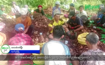မြစ်ကြီးနားသတင်းဂျာနယ်၏ အပတ်စဉ် TV အစီအစဉ်တင်ဆက်မှု။ (ကချင် – ဂျိန်းဖော့) စက်တင်ဘာလ (၃၀) ရက်။