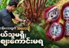 ပူတာအိုဒေသထွက် အလေချီတွေ အခုနှစ် ဝယ်ယူသူမရှိဘဲ ဈေးကောင်းမရ