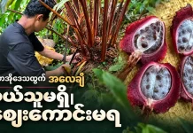ပူတာအိုဒေသထွက် အလေချီတွေ အခုနှစ် ဝယ်ယူသူမရှိဘဲ ဈေးကောင်းမရ