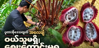 ပူတာအိုဒေသထွက် အလေချီတွေ အခုနှစ် ဝယ်ယူသူမရှိဘဲ ဈေးကောင်းမရ