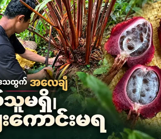 ပူတာအိုဒေသထွက် အလေချီတွေ အခုနှစ် ဝယ်ယူသူမရှိဘဲ ဈေးကောင်းမရ