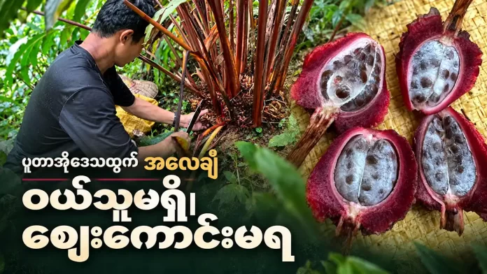 အလေချီ